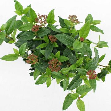 Viburnum tinus 'Eve Price'