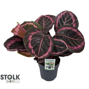 Calathea roseopicta 'Princess Jessie'