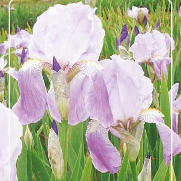 Iris 'Rheinländerin'