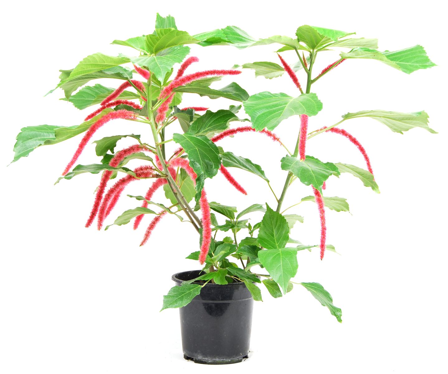 Acalypha hispida — Toptan Bitki Satışı FlorAccess