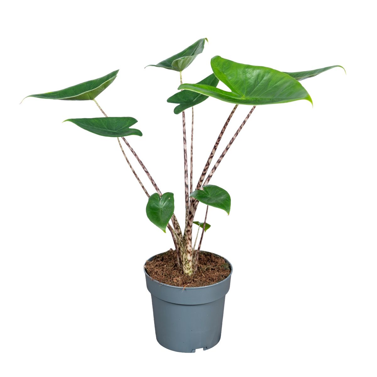 alocasia x amazonica Alocasia x amazonica 'Polly' | African Shield main image 1