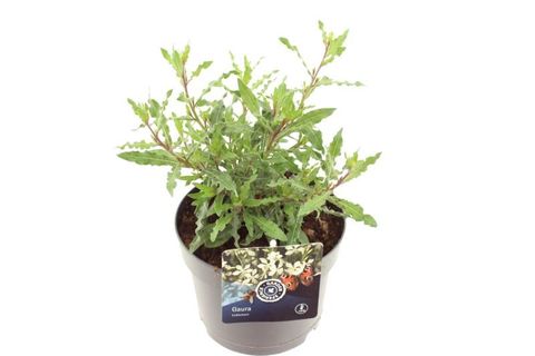 Gaura lindheimeri GEYSER WHITE