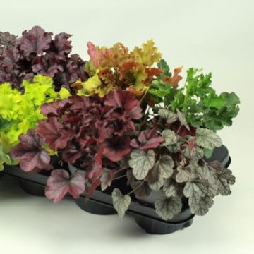 Heuchera MIX