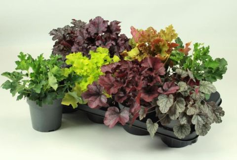 Heuchera MIX