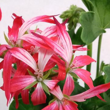 Pelargonium FIREWORKS BICOLOR