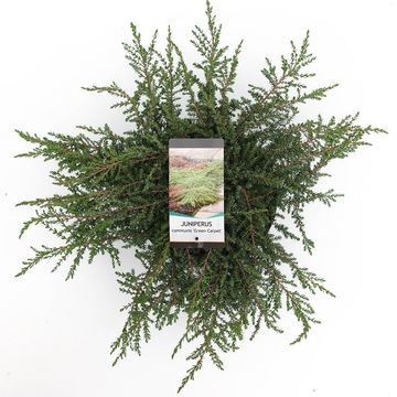 Juniperus communis 'Green Carpet'