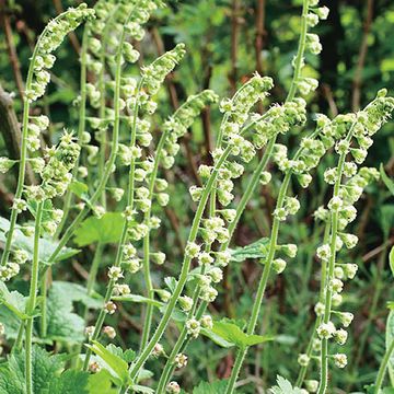 Tellima grandiflora