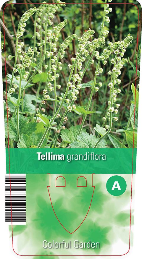 Tellima grandiflora