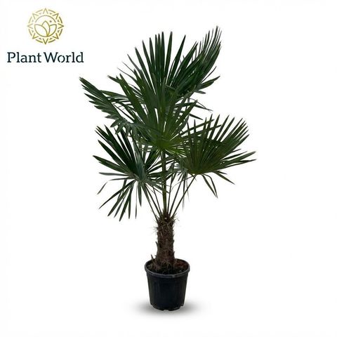 Trachycarpus fortunei