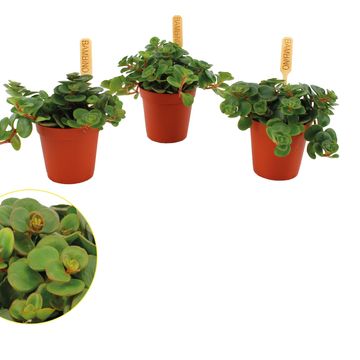 Sedum makinoi 'Tornado'