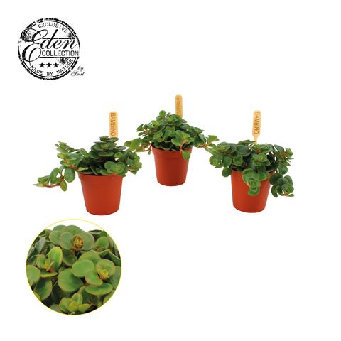 Sedum makinoi 'Tornado'