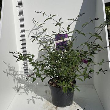 Buddleja davidii 'Royal Red'