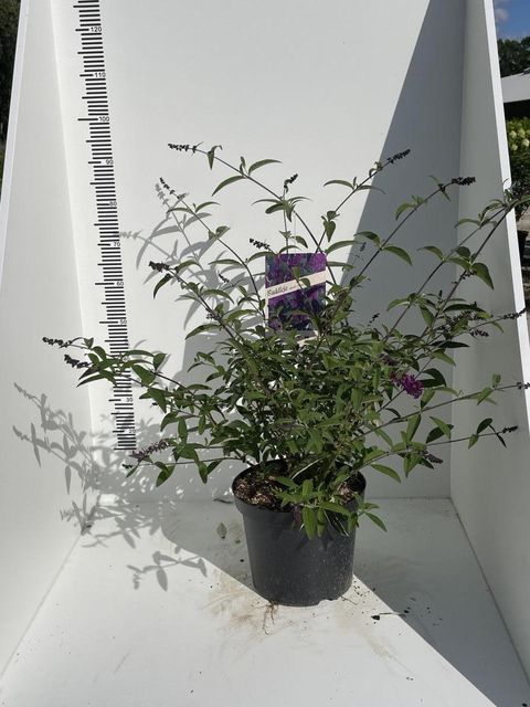 Buddleja davidii 'Роял Ред'