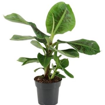 Musa 'Oriental Dwarf'