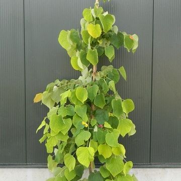Cercis canadensis THE RISING SUN