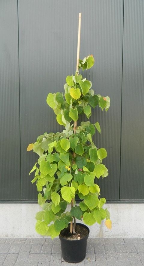 Cercis canadensis THE RISING SUN