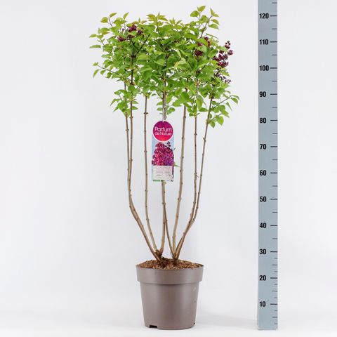 Syringa vulgaris 'Znamya Lenina'