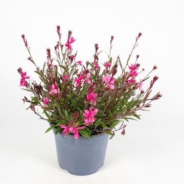 Gaura lindheimeri GAUDI ROSE