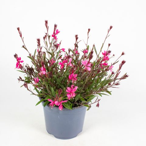 Gaura lindheimeri GAUDI ROSE