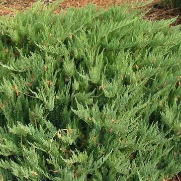 Juniperus sabina 'Tamariscifolia'