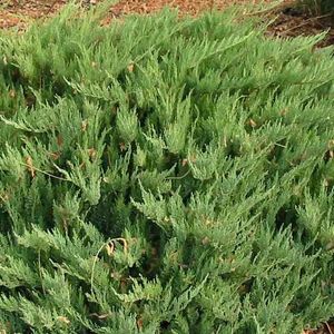 Juniperus sabina 'Tamariscifolia' (About Plants Zundert BV)