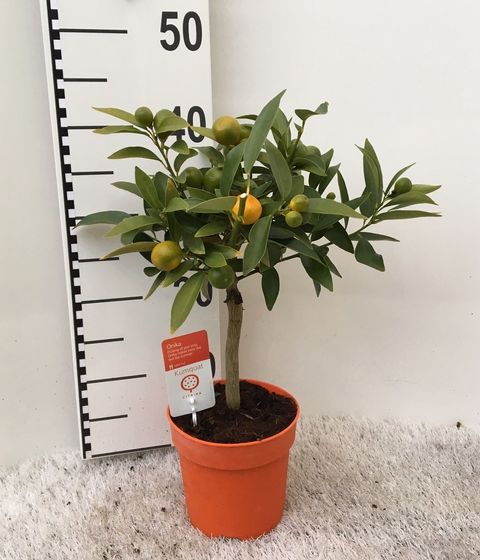 Citrus margarita 'Nagami'