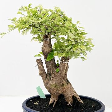Duranta erecta 'Variegata'