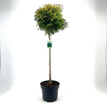 Thuja occidentalis 'Yellow Ribbon'