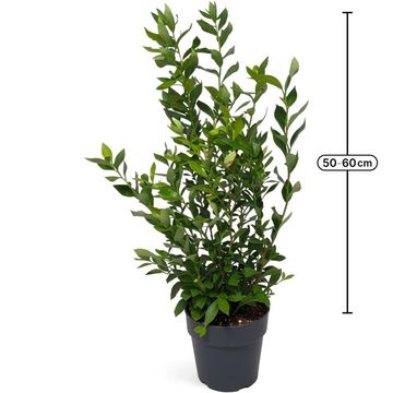 Vaccinium corymbosum 'Goldtraube 71'