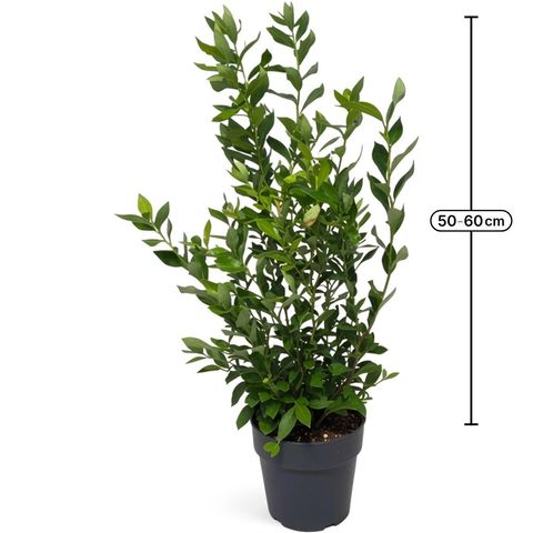 Vaccinium corymbosum 'Goldtraube 71'