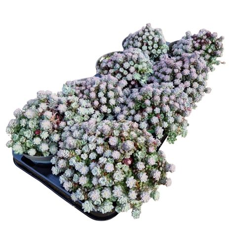 Sedum spathulifolium 'Cape Blanco'