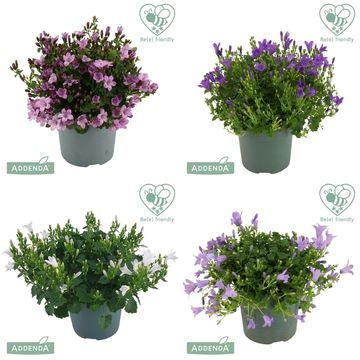 Campanula ADDENDA MIX
