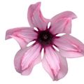 Cyclamen persicum ILLUSIA LIGHT WITH EYE