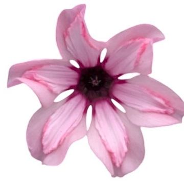 Cyclamen persicum ILLUSIA LIGHT WITH EYE