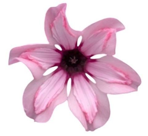 Cyclamen persicum ILLUSIA LIGHT WITH EYE