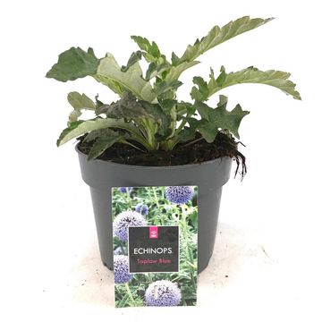 Echinops bannaticus 'Taplow Blue'