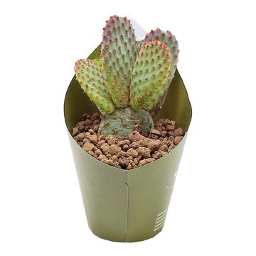 Opuntia microdasys rufida