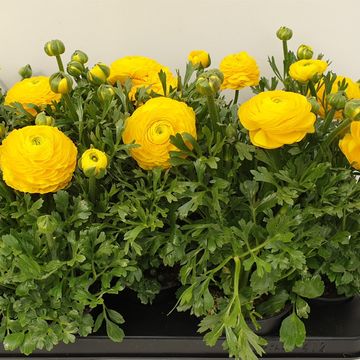 Ranunculus MIX