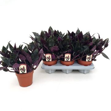 Tradescantia spathacea 'Roxxo'