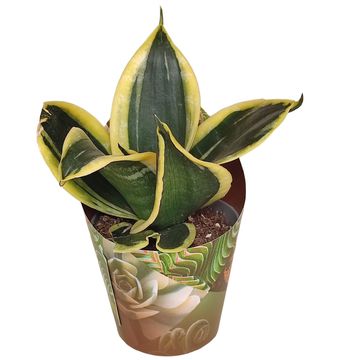 Sansevieria trifasciata 'Jade Pagoda'