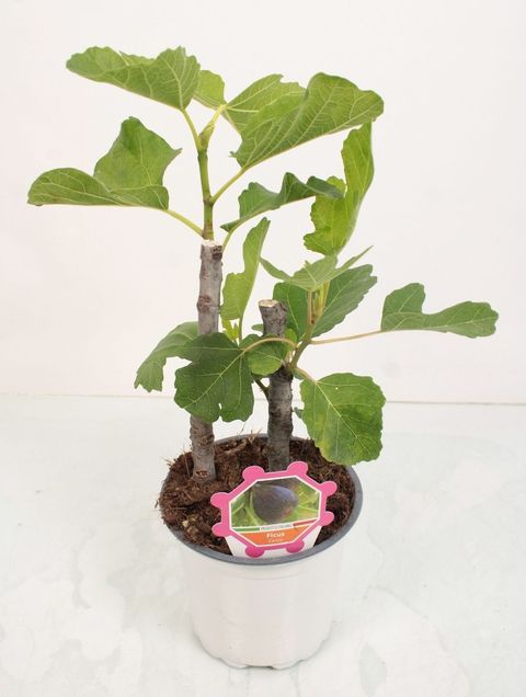 Ficus carica