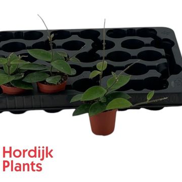 Hoya 'Chouke'