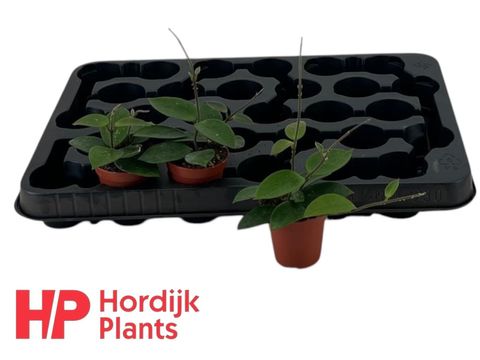 Hoya 'Chouke'