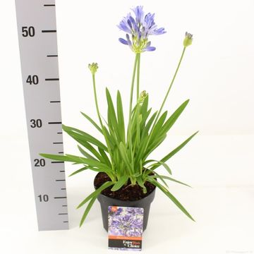 Agapanthus 'Blue de Chine'