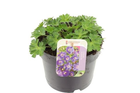 Geranium ROZANNE