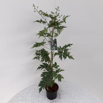 Rubus fruticosus 'Thornless Evergreen'