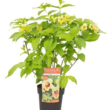 Weigela middendorffiana 'Mango'