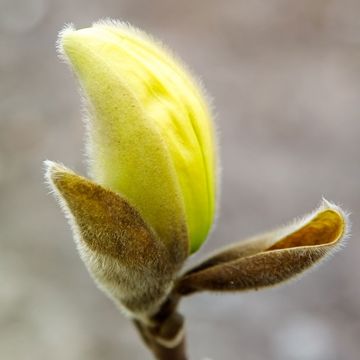 Magnolia denudata YELLOW RIVER