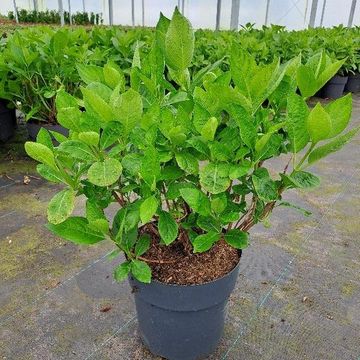 Hydrangea paniculata 'White Lace'