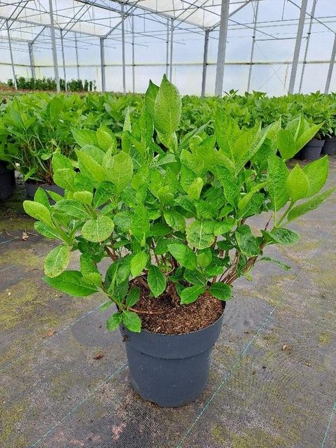 Hydrangea paniculata 'White Lace'